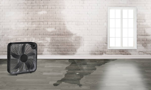 Best 24/7 water damage repair  in Brookside Village, TX